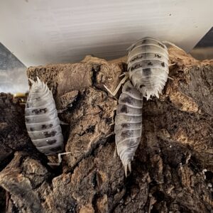 Porcellio Laevis "Dairy Cow"