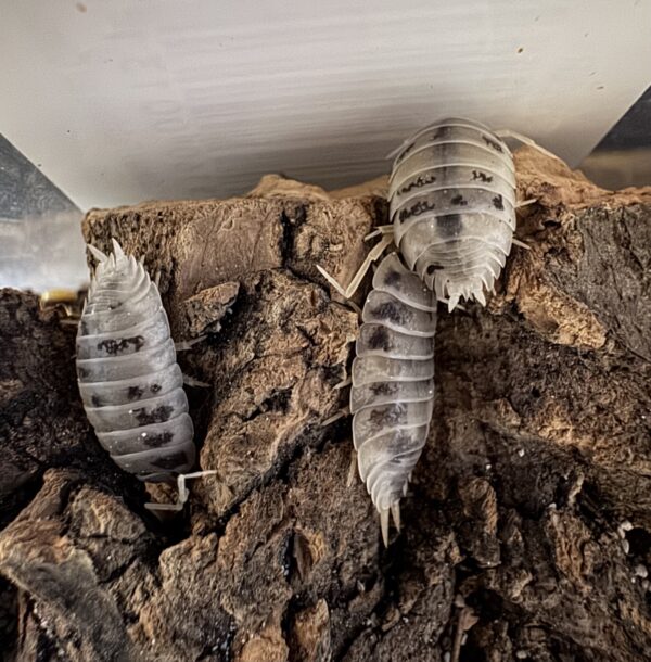 Porcellio Laevis "Dairy Cow"