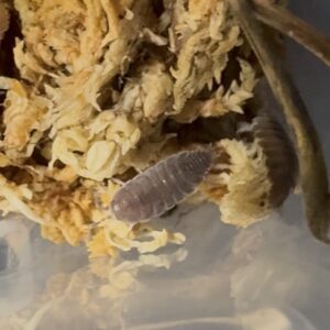 Porcellionides Pruinosus "Powder Blue"