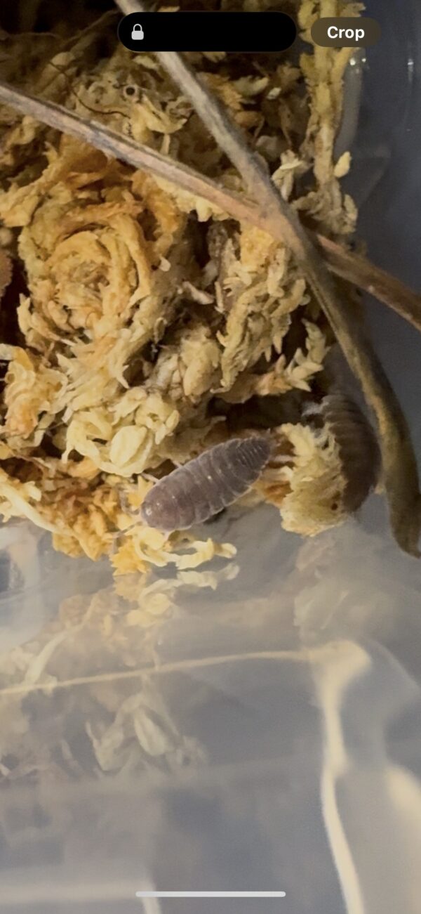 Porcellionides Pruinosus "Powder Blue"