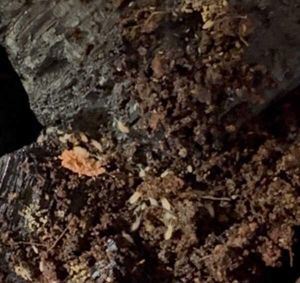 Tropical Pink Springtail Culture