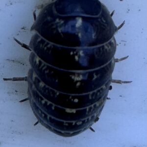 Armadillidium Vulgare "Wild Type"