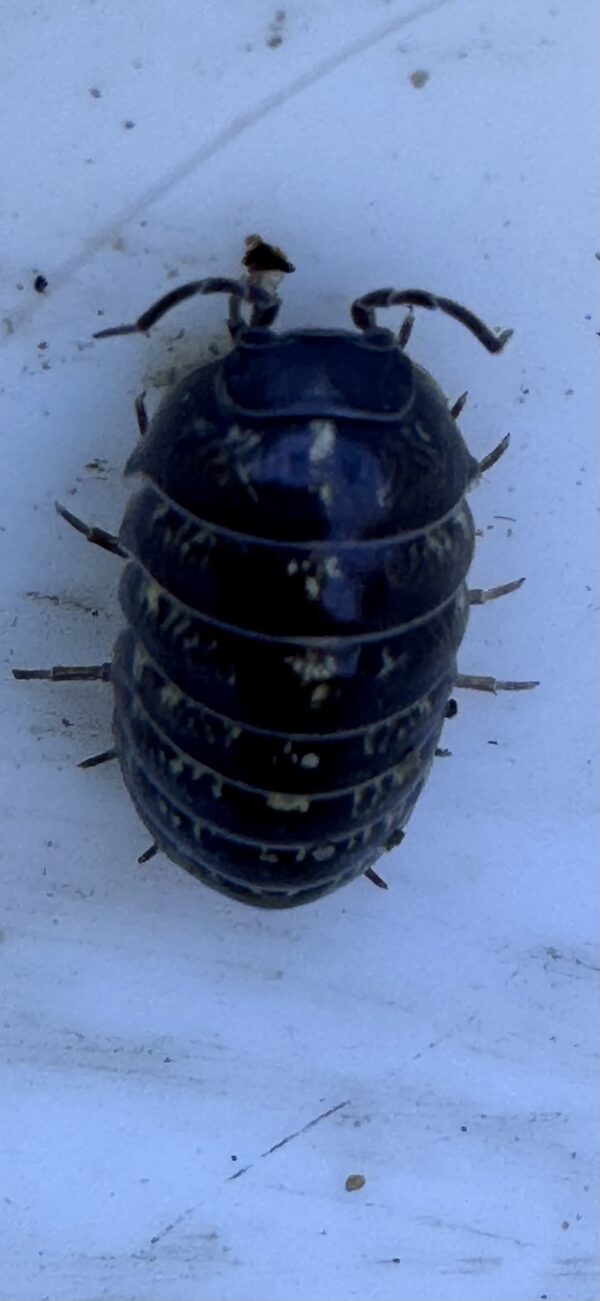 Armadillidium Vulgare "Wild Type"