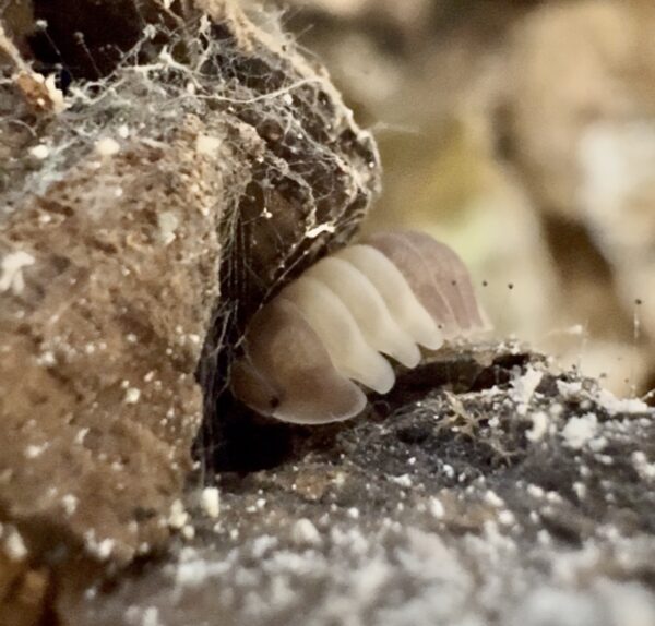 Cubaris Sp. "Panda King"