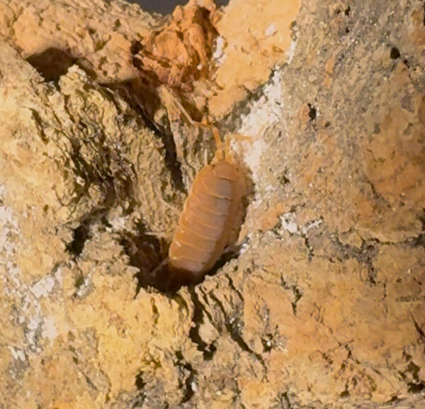 Porcellionides Pruinosus "Powder Orange"